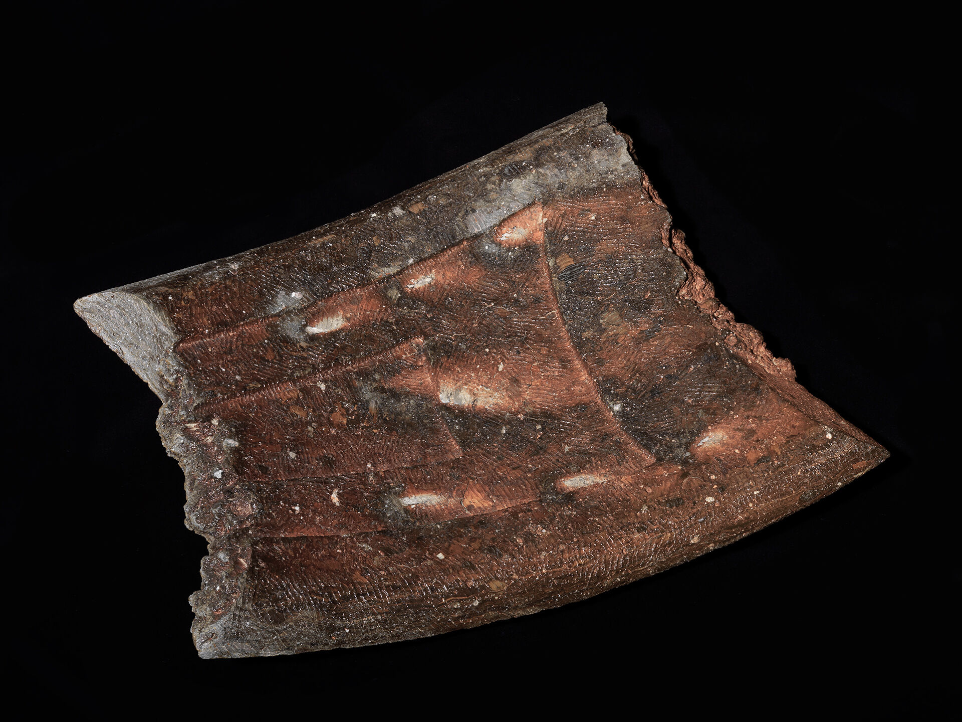 ryuichi Kakurezaki RKA 0007 b 01